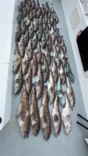 166K views · 2.7K reactions | Our fall fishing grounds with a little history | California Dawn Sportfishing | Facebook