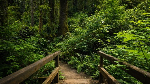 James Irvine Trail Redwood National Park forest hike (4K)