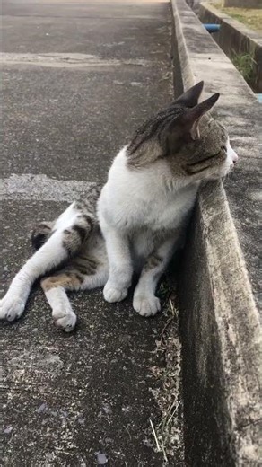 ผมแค่แมวจร!! #แมวจร #cat #แมว #catshorts