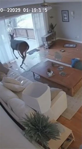 🦌 Deer Obliterates Living Room in 12 Seconds