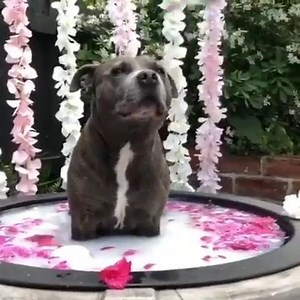 26K views · 184 reactions | Our bath bombs are 3 for $33... so you can go ahead and treat yourself.  Shop our Spring Cleaning Sale because you deserve to feel like a pampered pooch! https://pearlbathbombs.com/flash-sale | Pearl Bath Bombs | Facebook