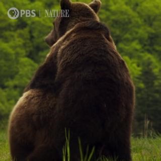 107K views · 2.3K reactions | Finding a mate is no easy task for this male bear. Dracula’s Hidden Kingdom is now streaming: https://to.pbs.org/4pxU14r | Nature | PBS | Facebook