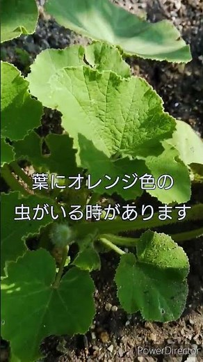 かぼちゃに虫🐛😳 #家庭菜園