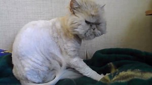55K views · 328 reactions | Could this be the angriest looking cat ever :-) | It's Kitty Cat Time | Facebook