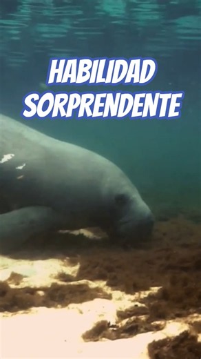 El superpoder del Manatí 😮💧