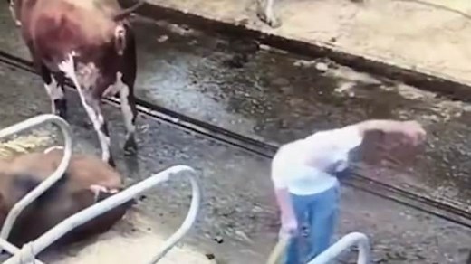 Udder disrespect! Cow projectile poops straight onto farmer's head