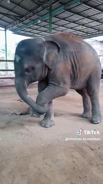 Gajah Lucu Joget Tabola Bale yang Menghibur