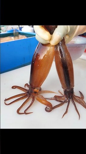 Cutting Alive Squid 🦑