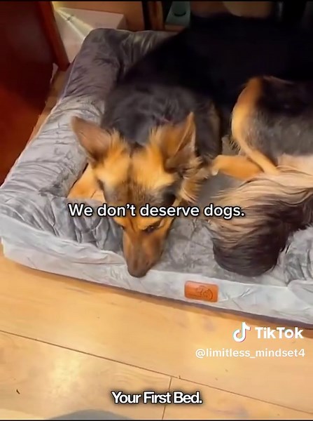 Dixie's Rescue Journey: Finding Her Forever Home