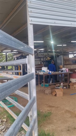 2.4K views · 41 reactions | Not even the 4:30am start could stop our 2025 AI program from being a family affair at Avilion, our bull depot. Day two of the program with our selected No 5 heifers receiving their second round of injections and their heat detection patches. #beef #valeravaledroughtmasters #droughtmasters #avilionbulldepot #BeefGenetics | Valera Vale Droughtmasters | Facebook