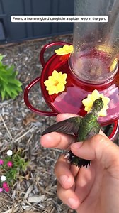 Found a hummingbird caught in a spider web in the yard | CBLJC - Church of Body of Lord JESUS Christ, Athumanesar Ministries