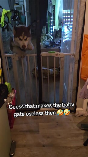 Yes this video was filmed for dramatic purposes. Did Thunder jump this only a moment earlier to my shock that he went further back to get a better run up. Did I proceed to get him to do it again so I could film. Yes ! I mean he already knows how to outsmart it ahha. #fyp #puppy #huskysoftiktok #siberianhusky #husky