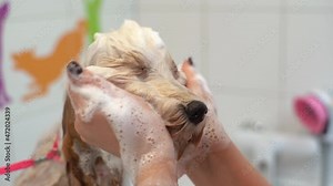 Close-up of female groomer washing face of adorable Labradoodle dog with shampoo in bathtub at grooming salon. Happy unrecognisable woman owner carefully washes pet at home. Shooting in slow motion.