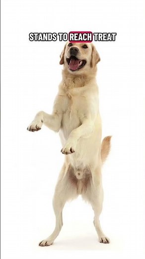 Explaining shaping in operant conditioning using kitty