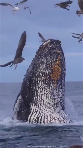 Overfishing Is Destroying the Ocean’s Food Chain! 🌊🐋