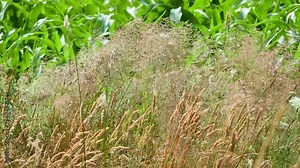 Agrostis capillaris, common or colonial bent, or browntop, is rhizomatous and stoloniferous perennial in grass family (Poaceae). It is native to Eurasia. The green corn grows behind.
