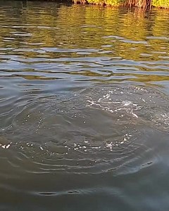 3.6K views · 53 reactions | While testing out a light tackle setup I...