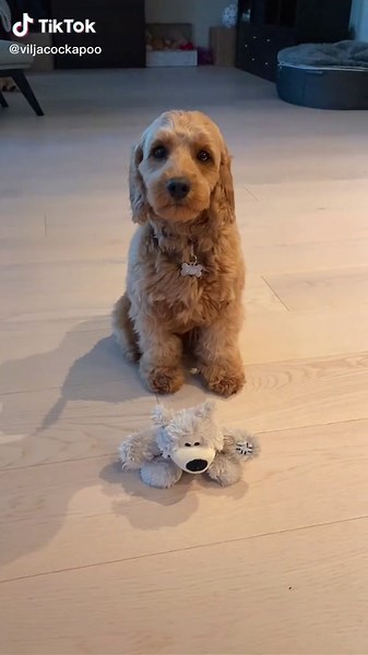 Giant Cockapoo: All About Cockapoo Puppies