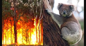 Australian Wildfires Put Koalas In Threat Of Extinction
