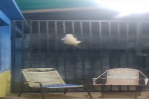 witziges Video 'Spider-Cat' - tausende Videos auf FUNPOT