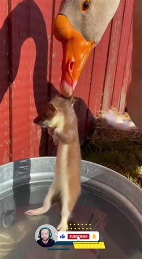 Wild Goose Shock Moment #viralvideo #funny