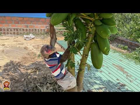 Yo Yo Jr picked papaya for Mom to cook for him