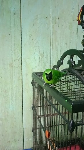 1000 burja lagi bu | Romii Sadewa Sinaga