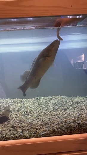 Exploring Different Feeding Options for Your Pet Fish