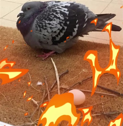 Observing Pigeons: A Look into Bird Nesting Behavior