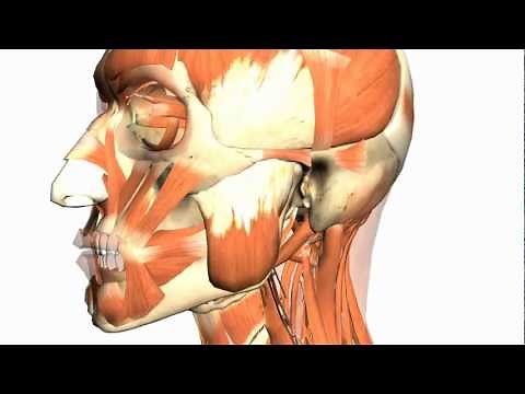 Skull tutorial (4) - Mandible - Anatomy Tutorial