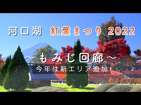 2022 Autumn leaves of Lake Kawaguchiko "Momiji Corridor" / Japan