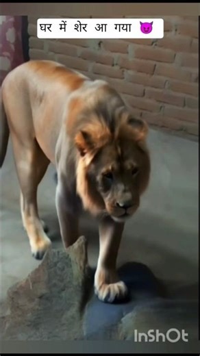 #घर में शेर आ गया