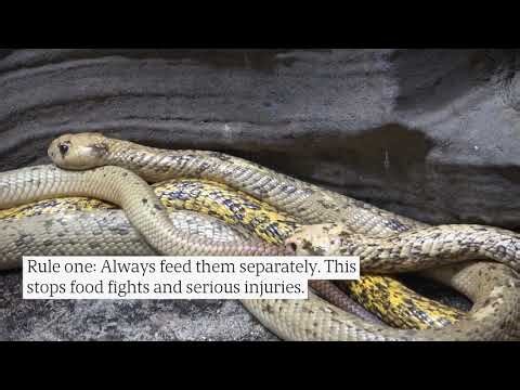 Snake Feeding: 3 Rules to Prevent Injury & Food Waste