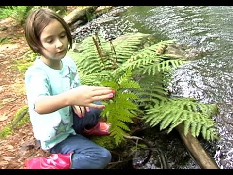 Peep and the Big Wide World: Watching Water Move Things
