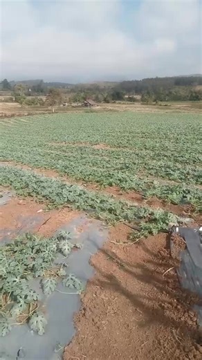 #เพลงกระแสมาแรงวันนี้ #ที่ไร่แตงโมวันนี้ #ທີ່ເມືອງນານ สวัสดีปีใหม่นะทุกคน