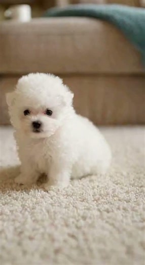 “3 Bichon Puppies Turned Playtime Into Chaos 😂🐶” #bichon #bichonfrise #puppylove #dogshorts