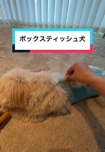 ぬいくん、去勢手術後の術後服でボックスティッシュみたいになったよ〜🐶 #ペキプー #ペキニーズ #ミックス犬 #去勢手術頑張ったね #ボックスティッシュ