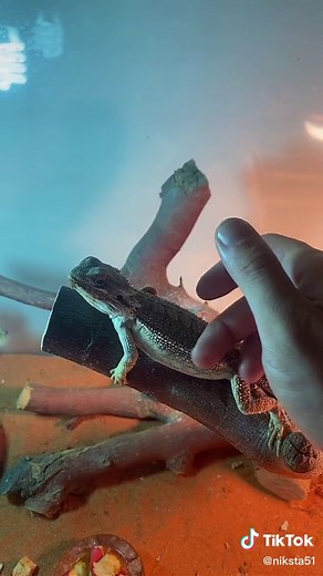 Caring for Your Bearded Dragon: Habitat and Handling Tips