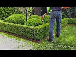 Buxus hedgetrim, boxwood, topiary, hedge, cloud