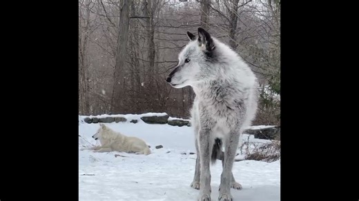 Hear wolves howling through snow-covered forests