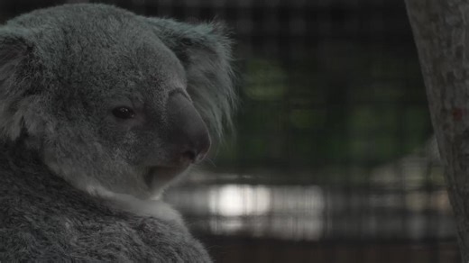 Meet the baby koala hiding in its mom’s pouch at a Florida zoo’s new Outback habitat
