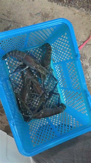 All of them are freshwater prawns. #shortvideo #fishing #automobile #boating #lake