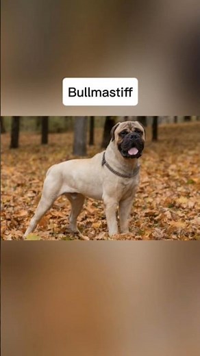 The best dog breeds for home protection 🤯