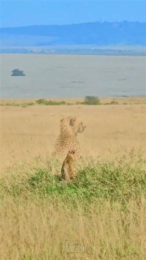 🐆🐆 Cheetah on the Lookout 🐆🐆 #Wildlife #Safari