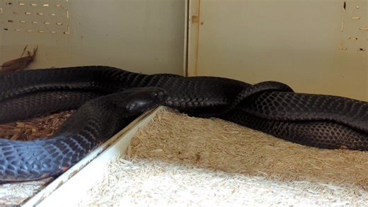 10K views · 495 reactions | Black neck spitting cobras (Naja...