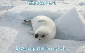 Lazy Harp Seal Has No Job_batch