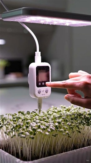 Beginner Microgreens Setup for Small Apartments #apartmentgardening #gardeningtips #homegardening