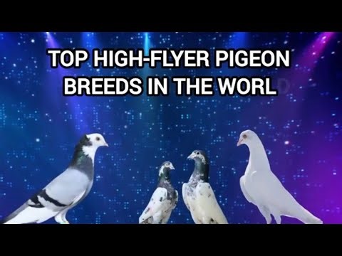 World's No.1 high-flyer pigeons | sky kings explained#highflyer