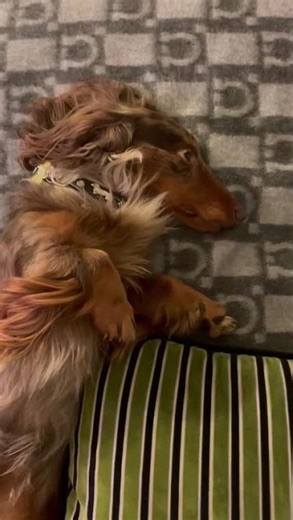 Camillo in relax 🥰