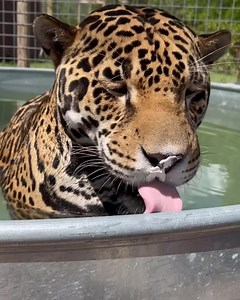 Just give the kitty some whip cream already. . . . . .#Leopard #WhippedCream #Licking #KCAndRick #MorningShow #RockStation #Rock983Twins #BendOregon #PNW. | KC and Rick
